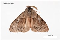 藏品(L紋灰舞毒蛾)的圖片